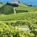 A hilly vineyard near the coast